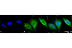 Immunocytochemistry/Immunofluorescence analysis using Rabbit Anti-Calnexin-CT Polyclonal Antibody . (Calnexin Antikörper  (C-Term) (Biotin))