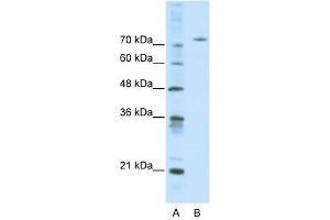 Afamin antibody used at 0. (Afamin Antikörper  (Middle Region))
