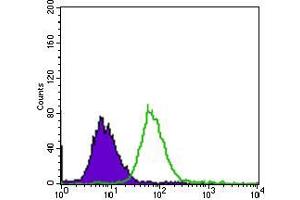 Flow cytometric analysis of HepG2 cells using EGFR mutant mouse mAb (green) and negative control (purple). (EGFR Mutant (AA 693-893) Antikörper)