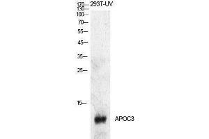 Western Blotting (WB) image for anti-Apolipoprotein C-III (APOC3) (Internal Region) antibody (ABIN3178896) (APOC3 Antikörper  (Internal Region))