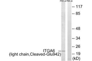 Western blot analysis of extracts from HeLa cells treated with etoposide (25uM, 24hours), using ITGA6 (light chain, Cleaved-Glu942) antibody.