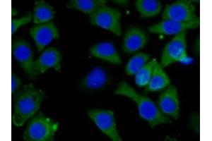 Immunofluorescence (IF) image for anti-serpin Peptidase Inhibitor, Clade B (Ovalbumin), Member 9 (SERPINB9) (AA 1-376) antibody (ABIN7435502)