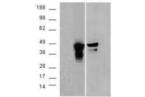 Image no. 2 for anti-Aurora Kinase A (AURKA) (C-Term) antibody (ABIN374071) (Aurora A Antikörper  (C-Term))