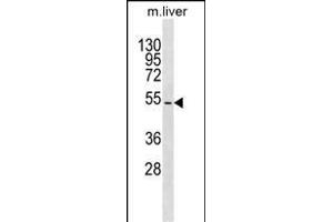 TBX15 Antibody (N-term) (ABIN1539402 and ABIN2849989) western blot analysis in mouse liver tissue lysates (35 μg/lane). (T-Box 15 Antikörper  (N-Term))