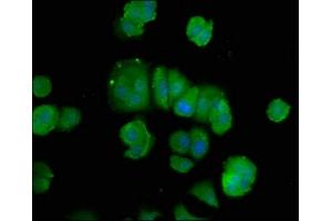 Immunofluorescence (IF) image for anti-Polymerase (DNA-Directed), delta 3, Accessory Subunit (POLD3) (AA 203-275) antibody (ABIN7150235)