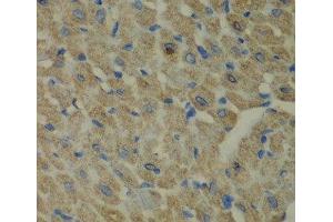 Immunohistochemistry of paraffin-embedded Mouse heart using CCBL1 Polyclonal Antibody at dilution of 1:100 (40x lens). (CCBL1 Antikörper)