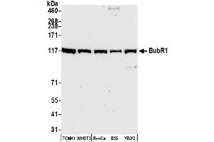 Western Blotting (WB) image for anti-Budding Uninhibited By Benzimidazoles 1 Homolog beta (Yeast) (BUB1B) (AA 350-400) antibody (ABIN7452565) (BUB1B Antikörper  (AA 350-400))