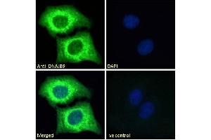 ABIN768557 Immunofluorescence analysis of paraformaldehyde fixed U2OS cells, permeabilized with 0.