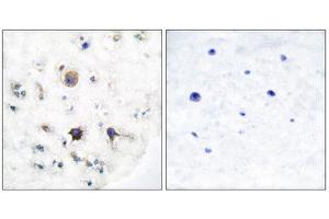 Immunohistochemistry (IHC) image for anti-Ephrin B3 (EFNB3) (C-Term) antibody (ABIN1848524) (Ephrin B3 Antikörper  (C-Term))