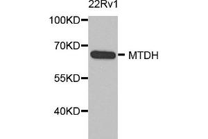 Western blot analysis of extract of various cells, using MTDH antibody. (MTDH Antikörper)