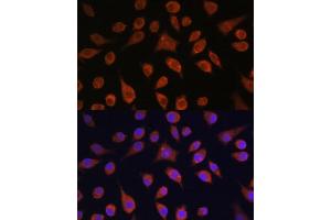 Immunofluorescence analysis of L929 cells using HOOK3 antibody (ABIN7267781) at dilution of 1:100. (HOOK3 Antikörper  (AA 489-718))