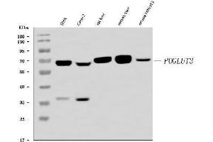 Western blot analysis of POGLUT3 using anti-POGLUT3 antibody (ABIN7825696). (POGLUT3 (AA 48-499) Antikörper)