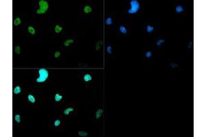 Fluorescence Microscopy (FM) image for anti-Histone 3 (H3) (H3K4me2) antibody (ABIN5706771)