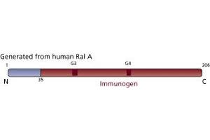 Image no. 2 for anti-Ras-related Protein Ral-A (rala) (AA 35-206) antibody (ABIN967836) (rala Antikörper  (AA 35-206))