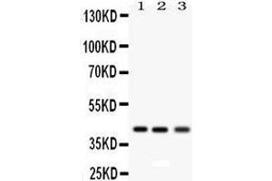 Anti- RAGE Picoband antibody, Western blotting All lanes: Anti RAGE  at 0. (RAGE Antikörper  (N-Term))