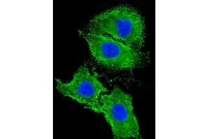 Immunofluorescent analysis of 4 % paraformaldehyde-fixed, 0. (Angiotensin II Type-1 Receptor Antikörper  (AA 211-240))