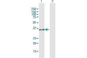Western Blot analysis of DPPA4 expression in transfected 293T cell line by DPPA4 MaxPab polyclonal antibody. (DPPA4 Antikörper  (AA 1-294))