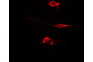 ABIN6274705 staining HepG2 cells by IF/ICC. (WWOX Antikörper  (N-Term))