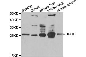 Western blot analysis of extracts of various cell lines, using HPGD antibody (ABIN5975270) at 1/1000 dilution. (HPGD Antikörper)