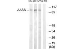 Western blot analysis of extracts from 293/HuvEc/HeLa cells, using AASS Antibody. (AASS Antikörper  (AA 251-300))