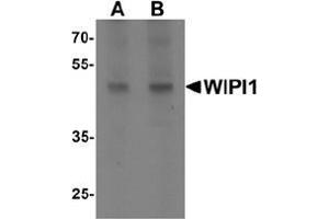 Western blot analysis of WIPI1 in rat colon tissue lysate with WIPI1 antibody at (A) 1 and (B) 2 ug/mL. (WIPI1 Antikörper  (C-Term))