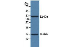 Detection of Recombinant ISR, Human using Polyclonal Antibody to Insulin Receptor (INSR) (Insulin Receptor Antikörper  (AA 1024-1298))