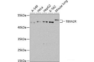 Western blot analysis of extracts of various cell lines using TBXA2R Polyclonal Antibody at dilution of 1:1000. (TBXA2R Antikörper)