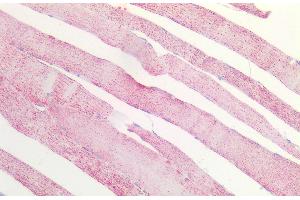 ABIN5539864 (5 μg/mL) staining of paraffin embedded Human Skeletal Muscle. (MDH2 Antikörper  (Internal Region))