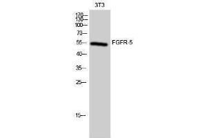 Western Blotting (WB) image for anti-Fibroblast Growth Factor Receptor-Like 1 (FGFRL1) (Internal Region) antibody (ABIN3175082) (FGFRL1 Antikörper  (Internal Region))