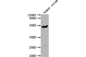 Western Blot Positive WB detected in human serum All lanes:IGHG3 antibody at 1:2000 Secondary Goat polyclonal to rabbit IgG at 1/50000 dilution Predicted band size: 42 kDa Observed band size: 42 kDa (IgG3 Antikörper  (AA 312-324))