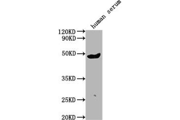 IgG3 Antikörper  (AA 312-324)