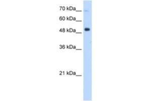 Western Blotting (WB) image for anti-Interferon Regulatory Factor 9 (IRF9) antibody (ABIN2460196)