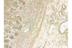 ABIN6262058 and ABIN6272308 at 1/100 staining human normal gastric tissue by IHC-P.