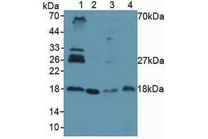 Western blot analysis of (1) Human Lung Tissue, (2) Human HeLa cells, (3) Porcine Spleen Tissue and (4) Porcine Uterus Tissue. (UBE2I Antikörper  (AA 33-158))