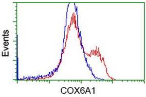 Flow Cytometry (FACS) image for anti-Cytochrome C Oxidase Subunit VIa Polypeptide 1 (COX6A1) antibody (ABIN1497582) (COX6A1 Antikörper)