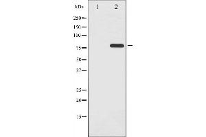 Western blot analysis of Tau phosphorylation expression in Mouse brain tissue lysates,The lane on the left is treated with the antigen-specific peptide. (MAPT Antikörper  (pThr205))