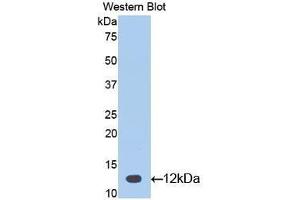 Western Blotting (WB) image for anti-Glycoprotein Hormones, alpha Polypeptide (CGA) (AA 25-120) antibody (ABIN1077933) (CGA Antikörper  (AA 25-120))