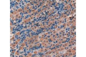 IHC-P analysis of stomach tissue, with DAB staining. (HAO1 Antikörper  (AA 102-357))