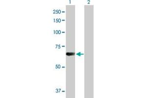Western Blot analysis of L3MBTL4 expression in transfected 293T cell line by L3MBTL4 MaxPab polyclonal antibody. (L3MBTL4 Antikörper  (AA 1-534))