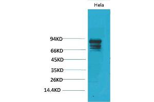Western Blot (WB) analysis of HeLa using Stat3 Polyclonal Antibody. (STAT3 Antikörper)