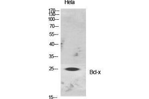 Western Blotting (WB) image for anti-BCL2-Like 1 (BCL2L1) (Ser176) antibody (ABIN6283662)