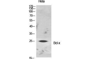 Western Blot (WB) analysis of specific cells using Bcl-x Polyclonal Antibody. (BCL2L1 Antikörper  (Ser176))