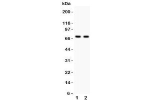 Western blot testing of SHBG antibody and Lane 1:  HeLa (SHBG Antikörper  (AA 30-210))