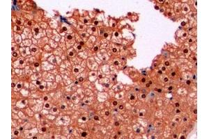 Detection of ARG in Human Liver Tissue using Monoclonal Antibody to Arginase (ARG) (ARG Antikörper  (AA 1-322))