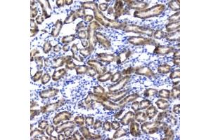 IHC testing of FFPE rat kidney tissue with IRF7 antibody at 1ug/ml. (Regucalcin Antikörper)
