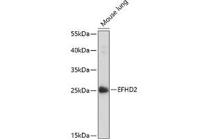 Western blot analysis of extracts of mouse lung, using EFHD2 antibody (ABIN7266903) at 1:1000 dilution. (EFHD2 Antikörper  (AA 1-78))