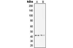 Western blot analysis of Pepsinogen C expression in DU145 (A), A673 (B) whole cell lysates.