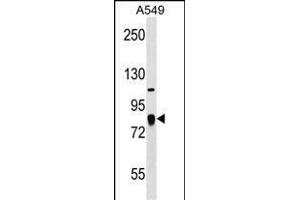 FGD3 Antibody (C-term) (ABIN1537479 and ABIN2838205) western blot analysis in A549 cell line lysates (35 μg/lane).