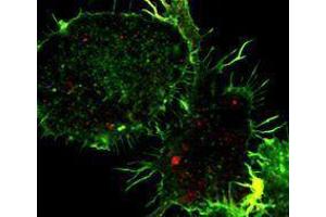 Immunofluorescence (IF) image for anti-Tumor Necrosis Factor alpha (TNF alpha) antibody (ABIN2666023) (TNF alpha Antikörper)