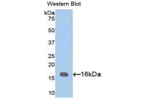 Western Blotting (WB) image for anti-phosphohistidine Phosphatase 1 (PHPT1) (AA 1-124) antibody (ABIN1078437)